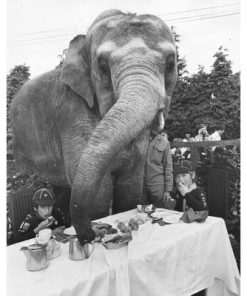 "ELEPHANT FOR TEA" FROM GETTY IMAGES